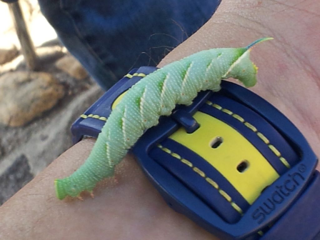 larva di mimas Tiliae caduto dall''albero. tornato a casa